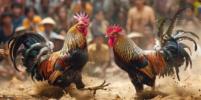 các loại cược đá gà